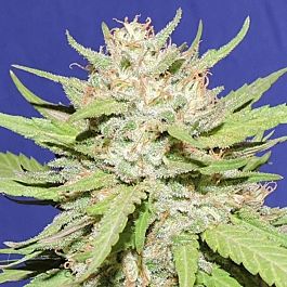Original Sensible Seeds Wedding Cake Feminized