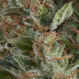 Pyramid Seeds Auto Wembley Feminized