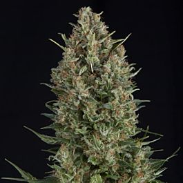 Pyramid Seeds Wembley Feminized