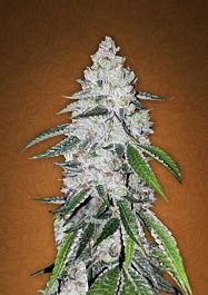 FastBuds Seeds West Coast O.G. Auto Feminized