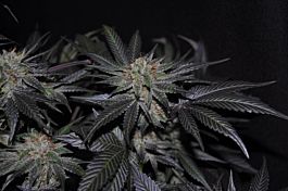 Allstar Genetics Westside Regular