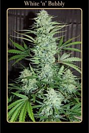 Mephisto Genetics White 'n' Bubbly Auto Feminised