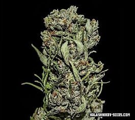Kalashnikov Seeds White Critical Express Feminized