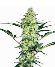 White Label White Diesel Feminized
