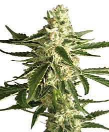 White Label White Diesel Haze Automatic Feminized 