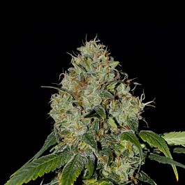 EVA Female Seeds White Dragon Feminized