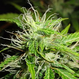 Green Label White Fruit Feminized