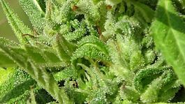 Freedom of Seeds White Goblin Auto Feminized