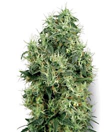 White Label White Gold Regular