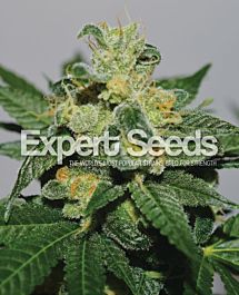 Expert Seeds White Gold Feminized