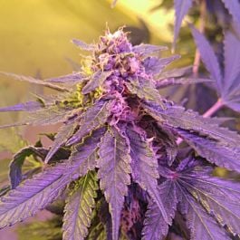 Purple Caper Seeds White Grapes Regular