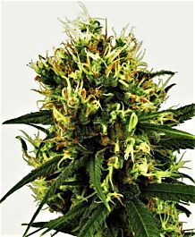 White Label White Haze Regular