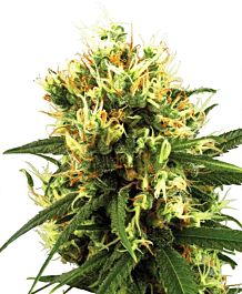 White Label White Haze Automatic Feminized