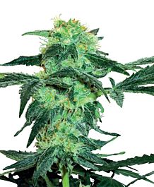 White Label White Ice Feminized