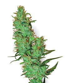 White Label White Label Jack Herer Regular