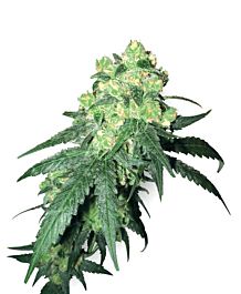 White Label White Label Rhino Regular