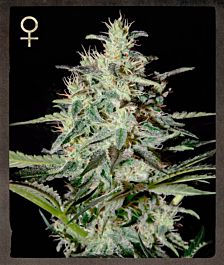 Strain Hunters White Lemon Feminized