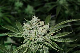Purple Caper Seeds White OG Regular