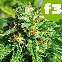 ROOR Seeds White Skunk F3 Feminized