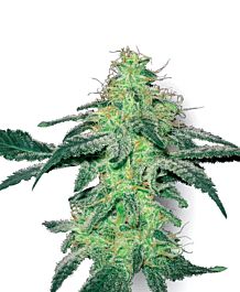 White Label White Skunk Feminized