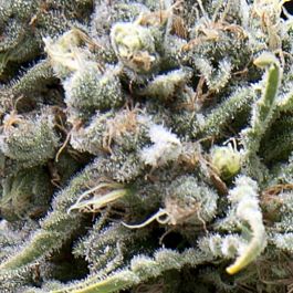 Pyramid Seeds Auto White Widow Feminized