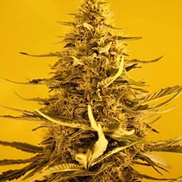 Nirvana Seeds Auto White Widow Feminised