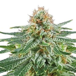 Seedsman White Widow Feminised