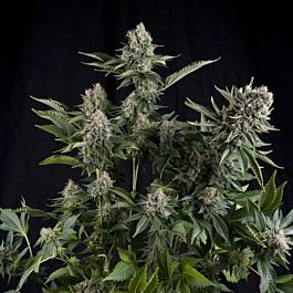 Pyramid Seeds White Widow CBD Feminized