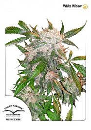 Dutch Passion White Widow Feminised