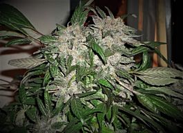 Phoenix Seeds White Widow Express Auto Feminized