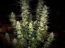 Phoenix Seeds White Widow Feminized