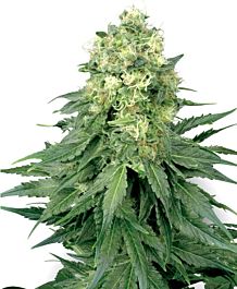White Label White Widow Regular