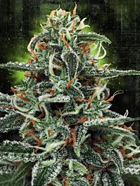 Ministry of Cannabis White Widow Feminized