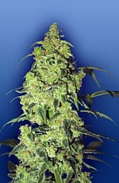 Flying Dutchmen White Widow Feminised