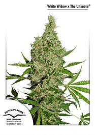 Dutch Passion White Widow x The Ultimate Regular