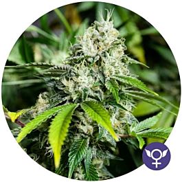 The Bulldog Seeds White Widow Extreme Feminized