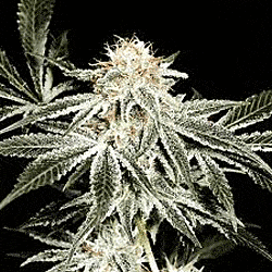 Sagarmatha Seeds Gardener's Choice Regular