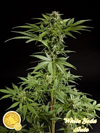 Philoshoper White Yoda Auto Feminized