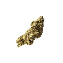 Amsterdam Genetics White Choco Haze Feminized