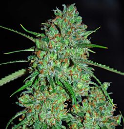 G13 Labs White Critical Feminized