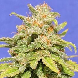 Original Sensible Seeds White Crystal Meth Auto Feminized