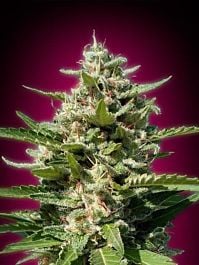 Advanced Seed Banks Feminized Collection #4