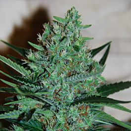 G13 Labs White Lavender Feminized