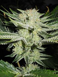 Connoisseur Genetics Seedbank The White S1 Feminized