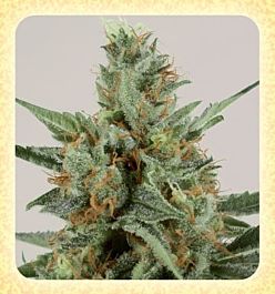 De Sjamaan Seeds White Skunk Feminized