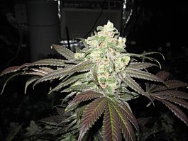 Seedism Seedbank White Skunk Feminised