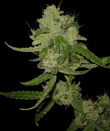 Mephisto Genetics The White Train Auto Feminized