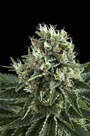 Royal Queen Seeds Indoor Mix Feminised