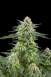 Royal Queen Seeds White Widow Automatic Feminised