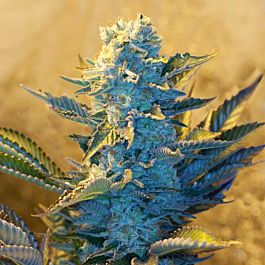 G13 Labs White Widow Feminized